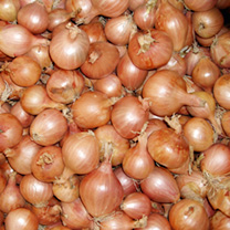 Unbranded Shallot Seeds - Ambition F1