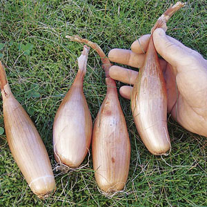 Shallot Zebrune Seeds