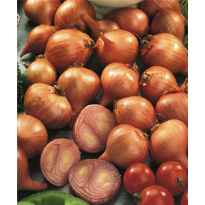 Unbranded Shallots Picasso Bulbs