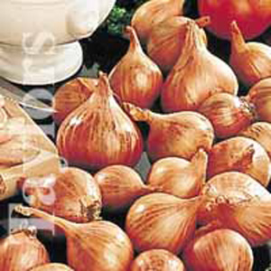 Unbranded Shallots Pikant Red Bulbs