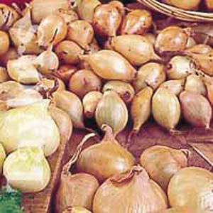 Unbranded Shallots Topper Bulbs