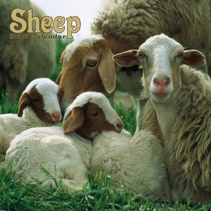 Sheep Calendar
