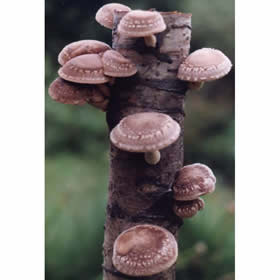 Shiitake Mushroom Log (dd)