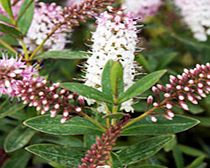 Unbranded Shrub Collection - Hebes