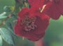 Shrub Rose (moyesii hybrid)