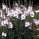 Unbranded Sidalcea Rosaly Seeds 428324.htm