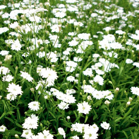Unbranded Silene Gypsy Seeds Average Seeds 45