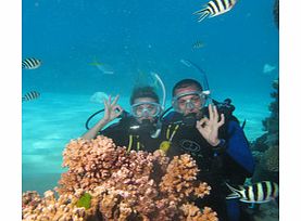 Silverswift is custom-designed for the thrill of snorkelling and diving. On this experience you will get to explore three different and exclusive sites on the outer Great Barrier Reef at Flynn, Pellowe, Milln and/or Thetford Reefs.
