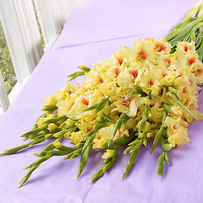 Unbranded simply Interflora - British Gladioli