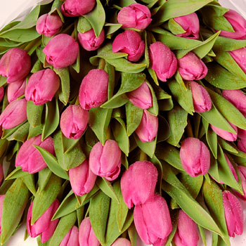 Unbranded Simply Pink - flowers