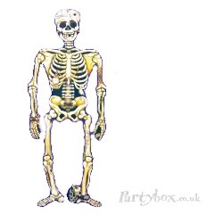 Party Supplies - Skeleton - Cardboard cutout - 58in
