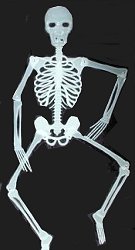 Skeleton - Glow in the Dark - 5ft - Jointed Plastic