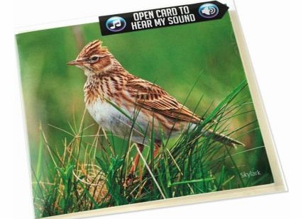 Skylark Greeting Card with SoundThis lovely greetings card features a stunning image of a Skylark on the front, photographed by Charles Sainsbury-Plaice. On the inside left, youll find some interesting facts about this beautiful little bird, and on t