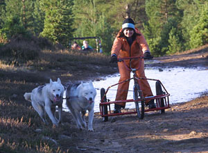 Unbranded Sleddog experience