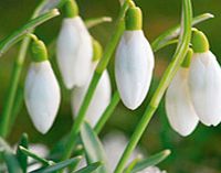 Unbranded Snowdrop Bulbs - Common