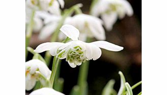 Unbranded Snowdrop Bulbs - Double