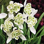 Unbranded Snowdrop Double