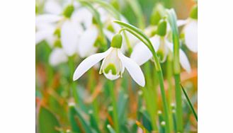 Unbranded Snowdrop Nivalis Bulbs - In The Green