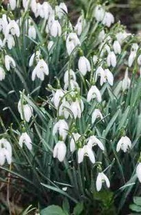 Unbranded Snowdrops in the Green x 50 bulbs
