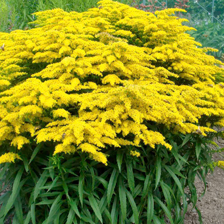 Unbranded Solidago Crown of Rays Plants Pack of 3 Pot