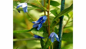 Glossy green leaves and gentian blue flowers in profusion. Probably worth risking outside if our winters stay mild. RHS Award of Garden Merit winner. Supplied in a 2-3 litre pot.ClimberEvergreenFertile moist well-drained soilFrost tenderFull sunBUY A