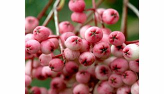 Unbranded Sorbus hupehensis Tree - Pink Pagoda