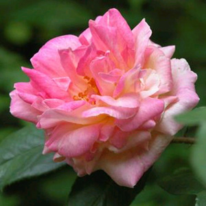 Unbranded Souvenir de Mme Vienott Climbing Rose