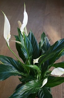 Unbranded Spathiphyllum Peace Lily