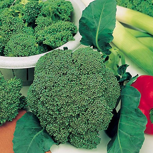 Unbranded Speedy Seeds Calabrese Sakura