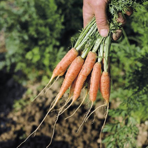 Unbranded Speedy Seeds Carrot Ideal