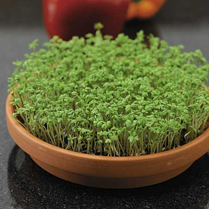 An old favourite  cress is highly nutritious and especially tasty when served with mustard salad. Re