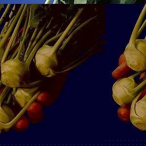 The stems of this plant are succulent  tasty and ideal grated in a summer salad. Crops can be harves