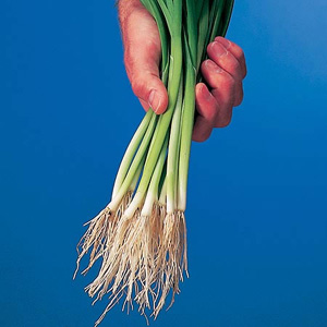 A pale green summer-cropping leek with great flavour and uniformity. Ready to eat in just 6-12 weeks