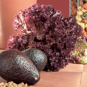 Unbranded Speedy Seeds Lettuce Lollo