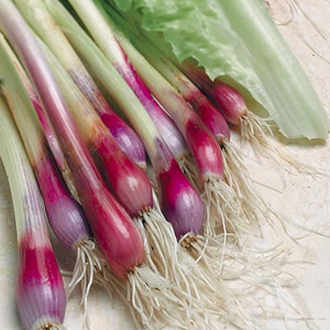 Unbranded Speedy Seeds Onion Red Beard