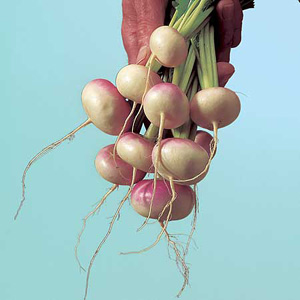 Unbranded Speedy Seeds Turnip Arcoat