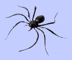 Spider - 2inch - black