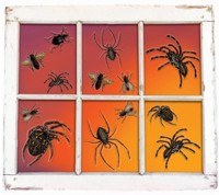 Unbranded Spiders Vinyl Window Dec (PK16)