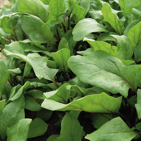 Unbranded Spinach Bordeaux Seeds Average seeds 250