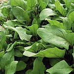 Unbranded Spinach Bordeaux Seeds