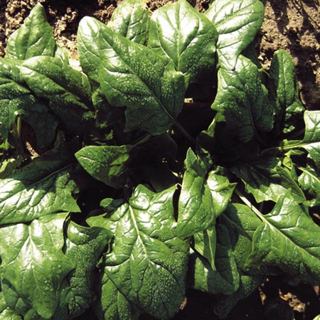 Unbranded Spinach Koto F1 Seeds Average Seeds 250