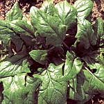 Unbranded Spinach Koto F1 Seeds