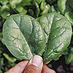 Unbranded Spinach Lazio F1 Seeds 438681.htm