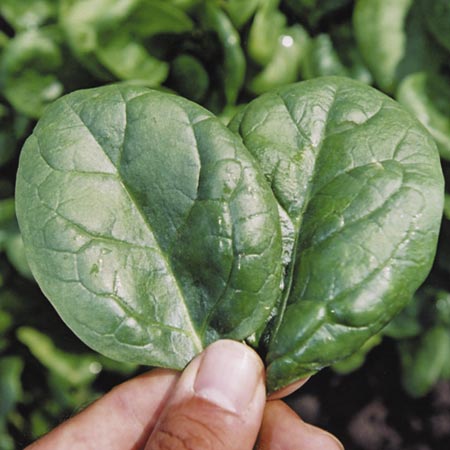 Unbranded Spinach Lazio F1 Seeds Average Seeds 250
