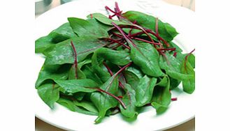 Unbranded Spinach Reddy F1 Seeds