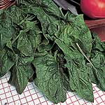 Unbranded Spinach Spokane F1 Seeds