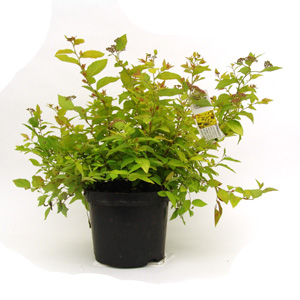 Unbranded Spiraea japonica Golden Princess
