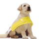 Sponsor a Guide Dog Puppy