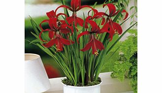 Unbranded Sprekelia formosissima