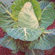 Unbranded Spring Cabbage Seeds